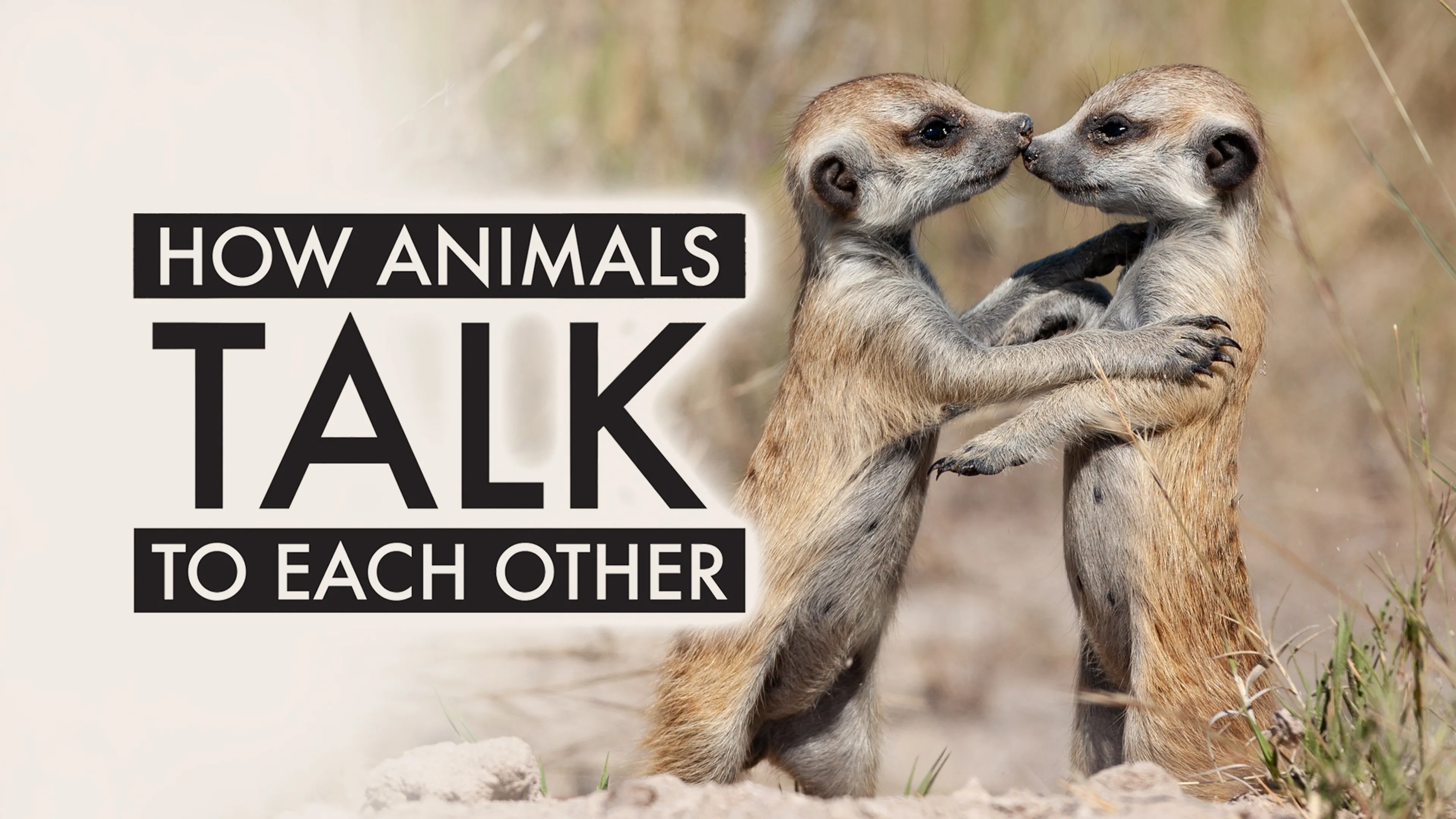 How Animals Talk To Each Other poster